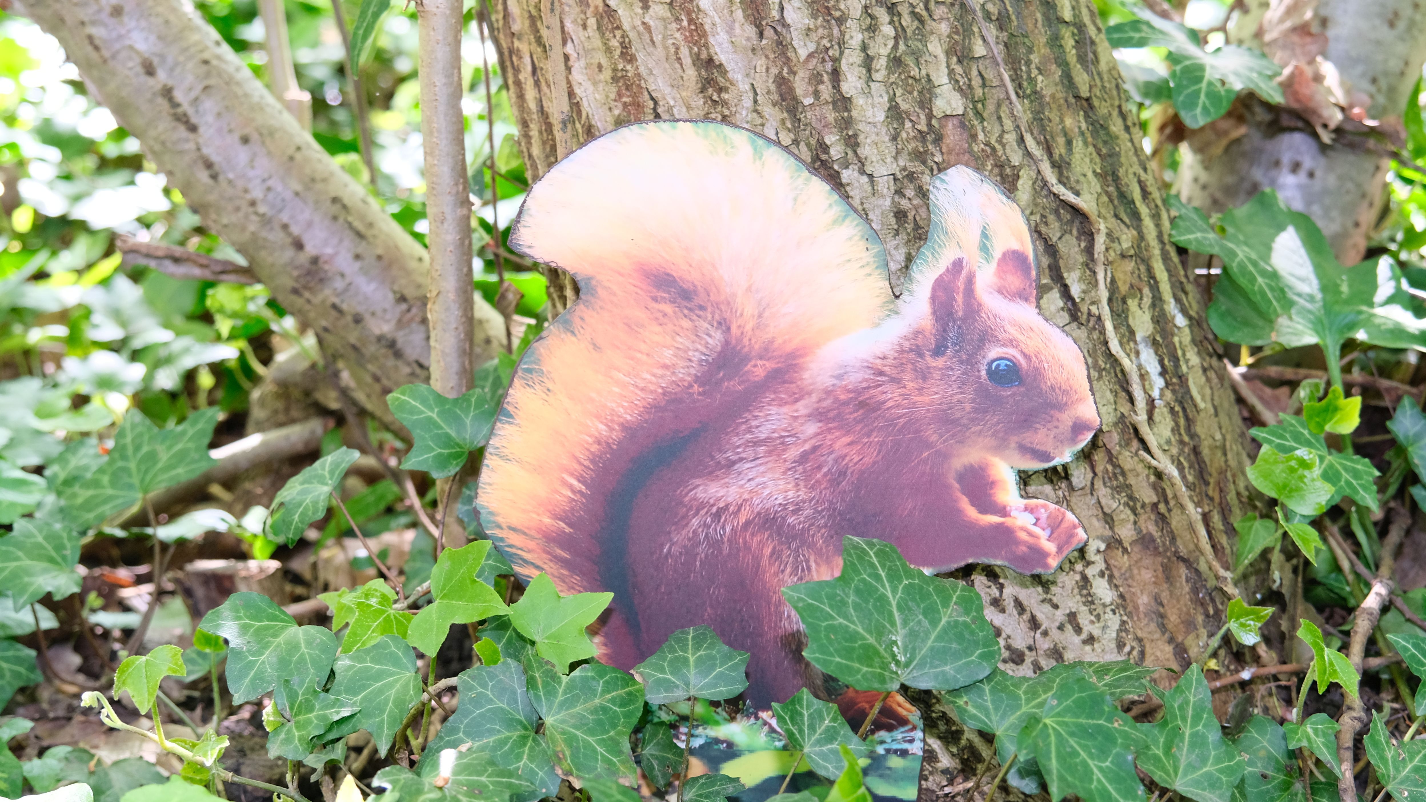 Eichhörnchen 21cm x 18cm