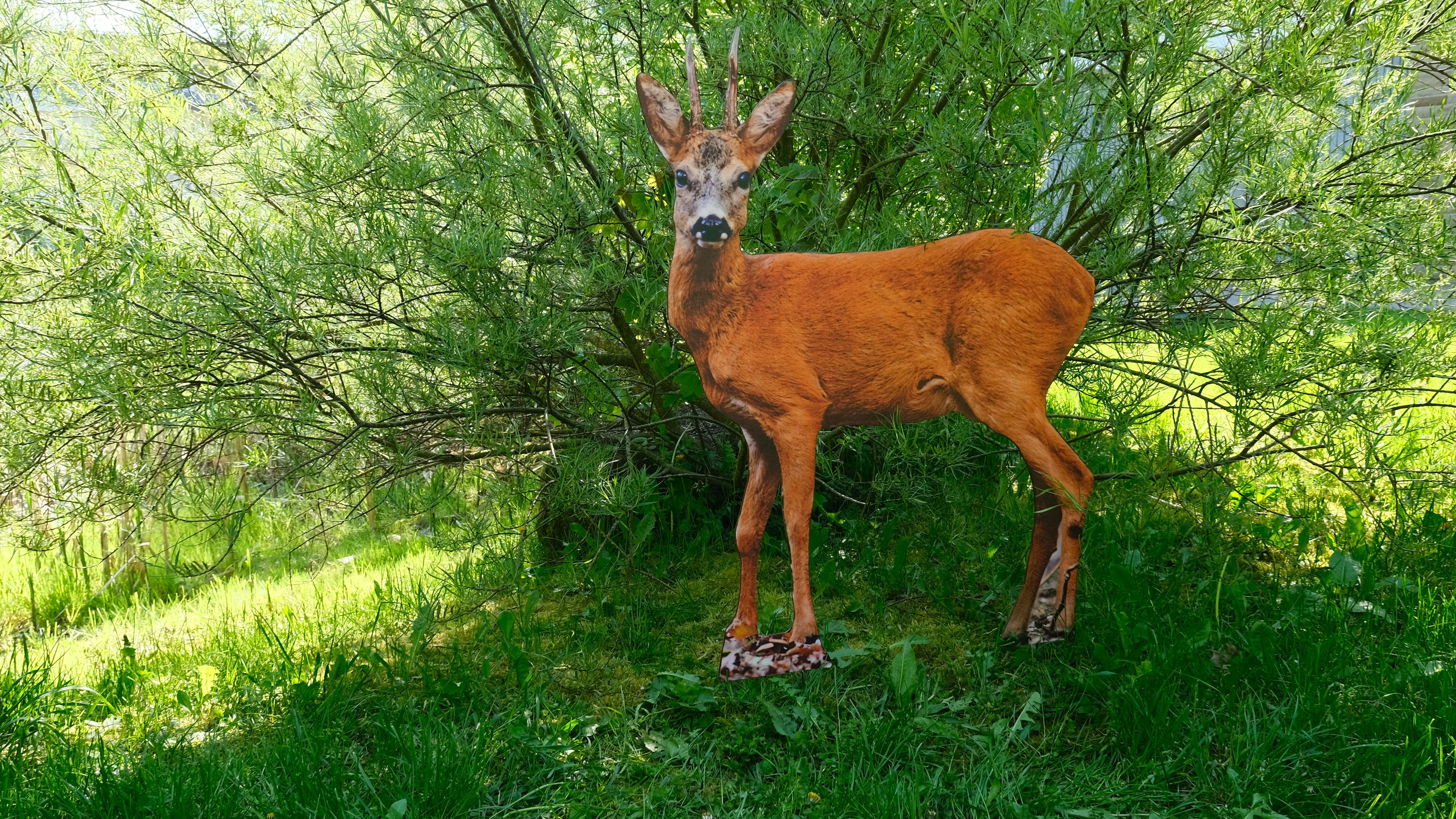 Rehbock 106cm x 72cm