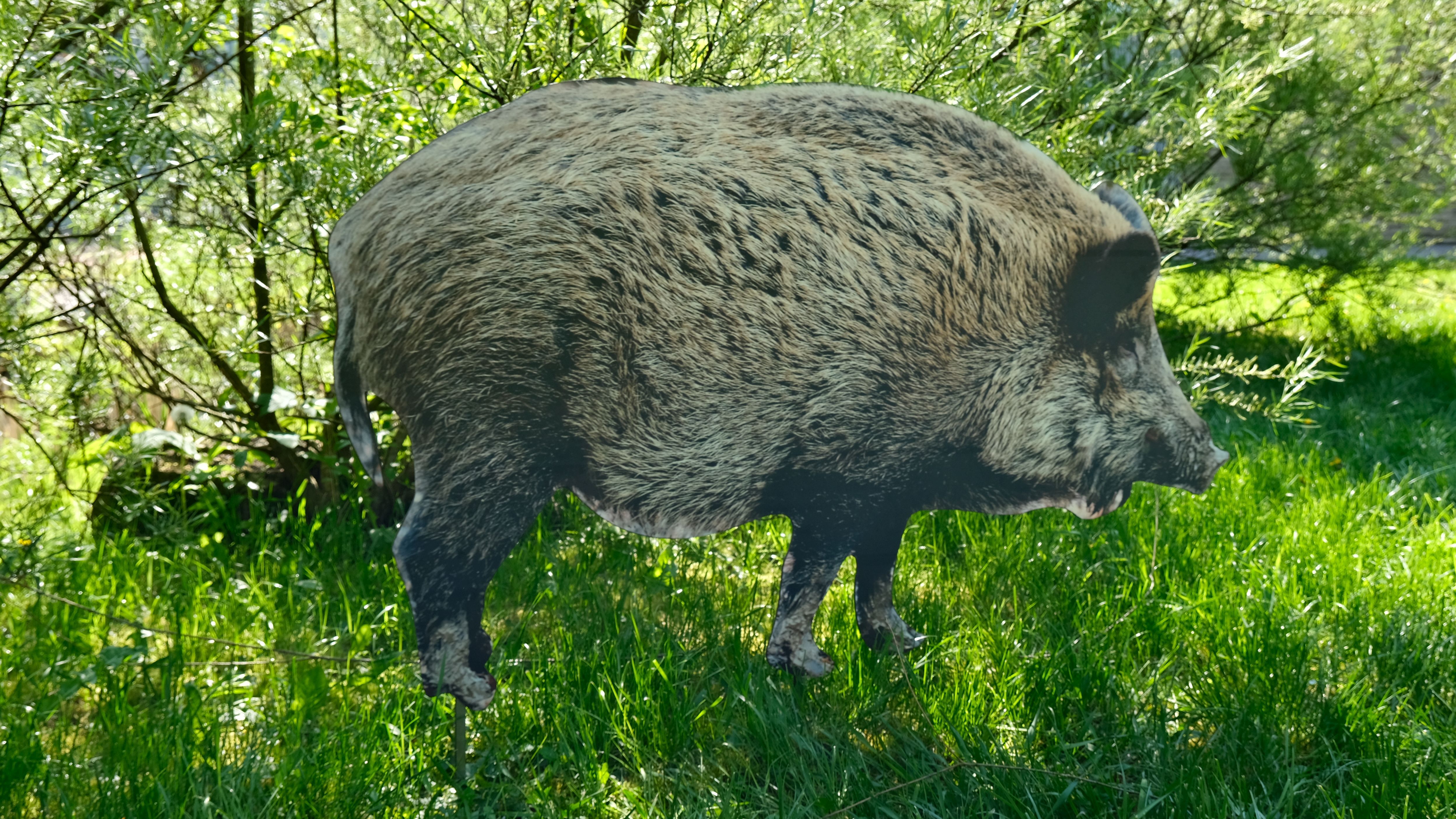 Wildschwein Bache 80cm x 113cm