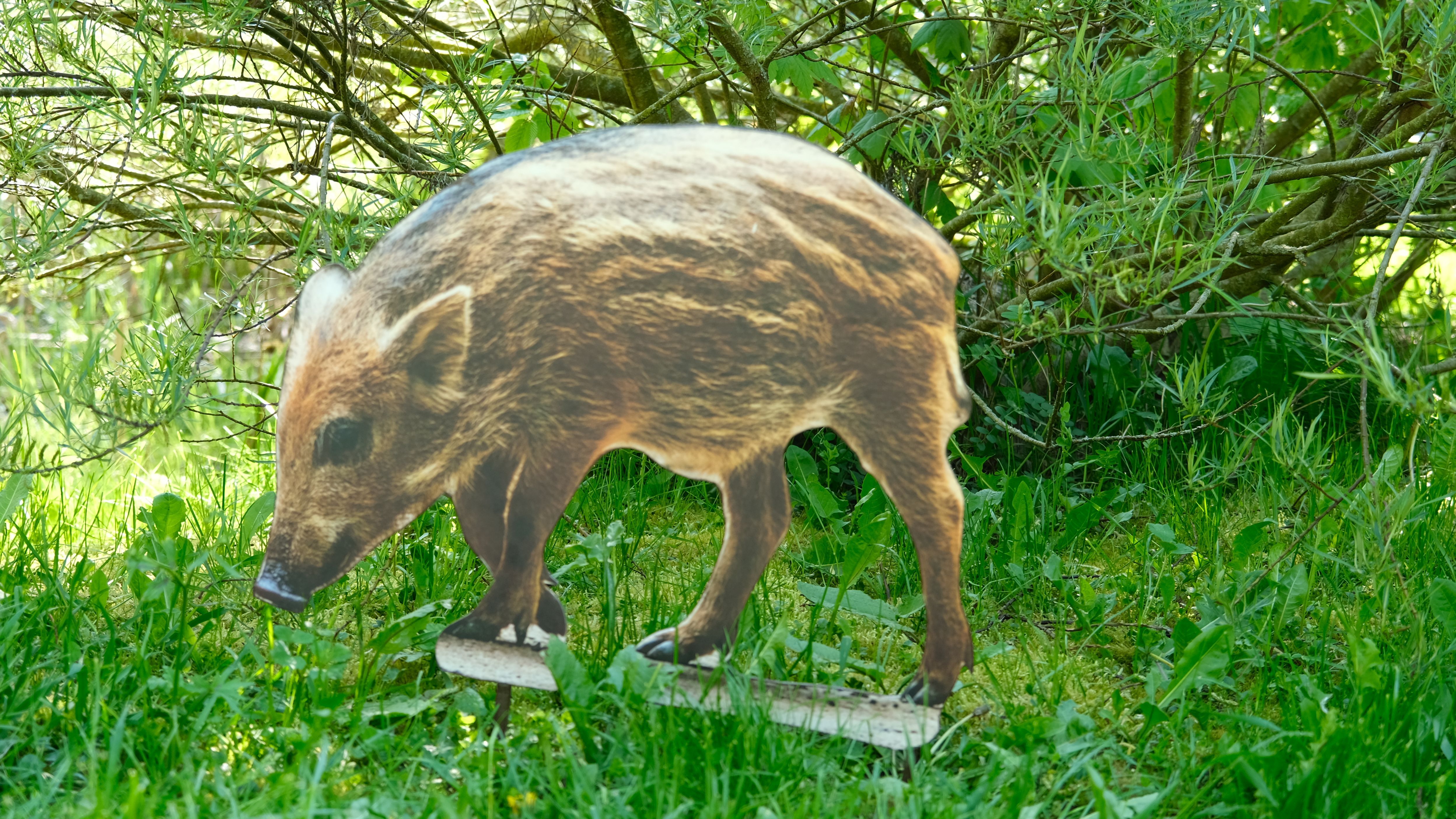 Frischling 43cm x 51cm