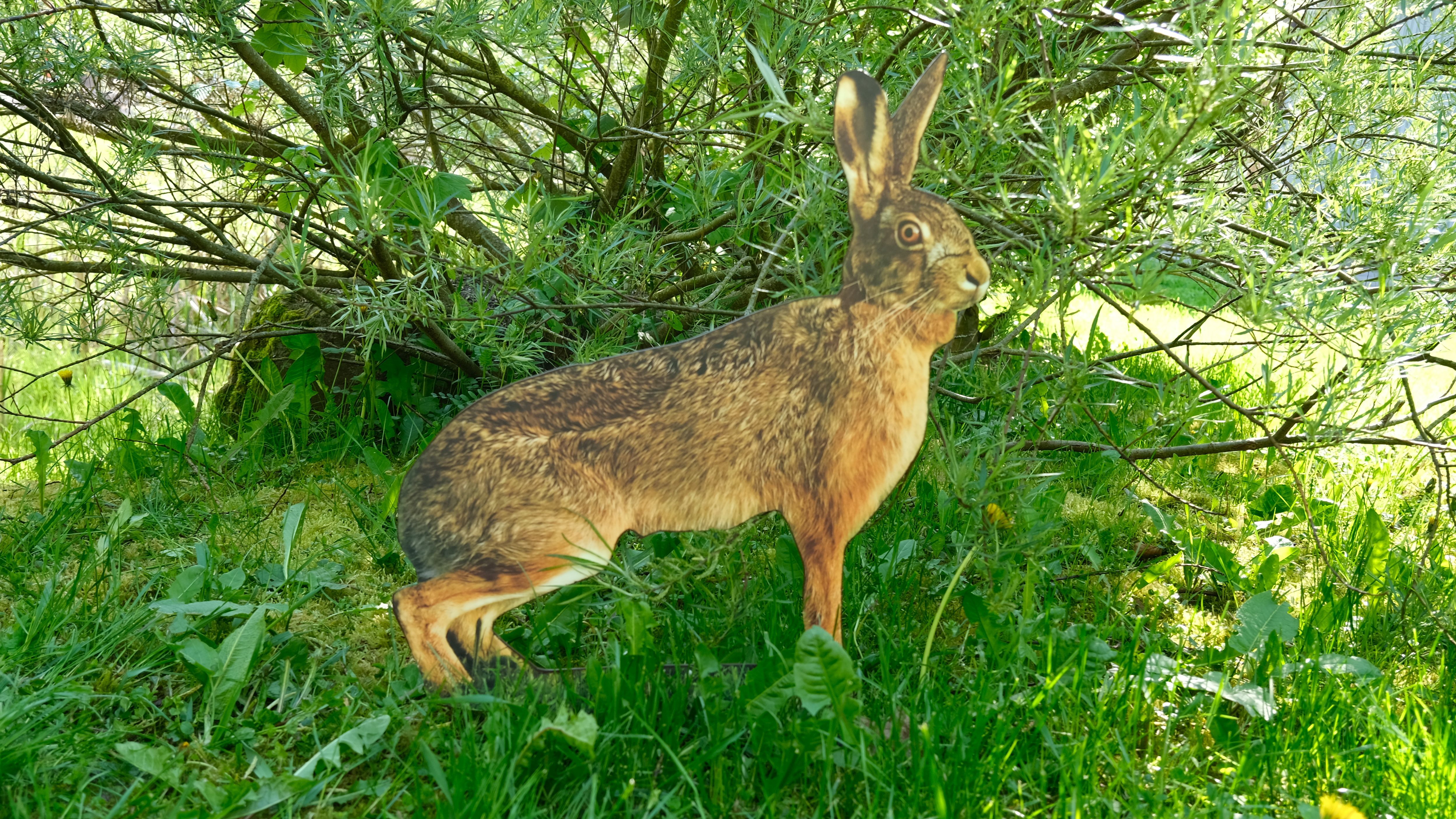 Feldhase 59cm x 41cm