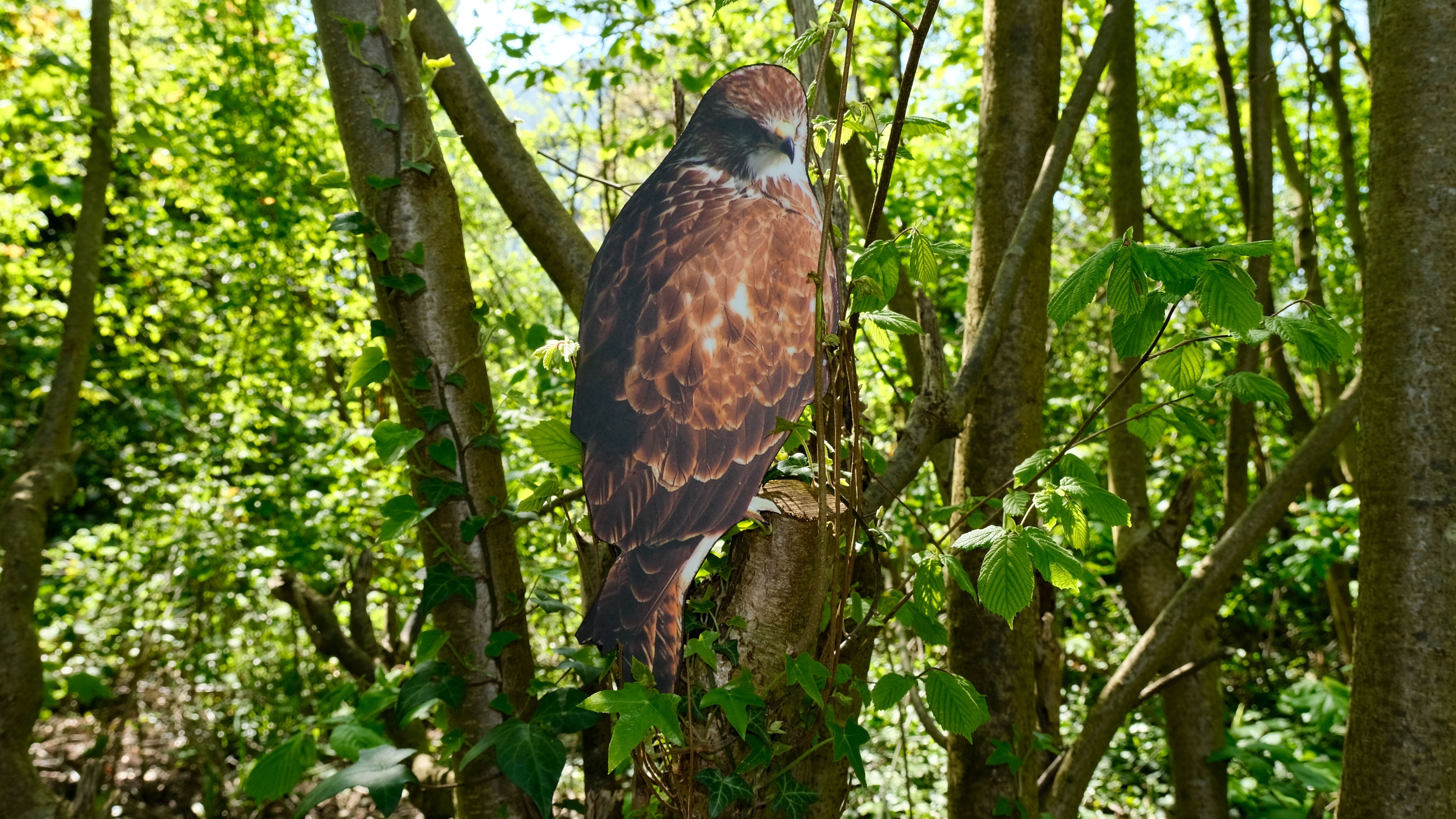 Mäusebussard 37cm x 15cm