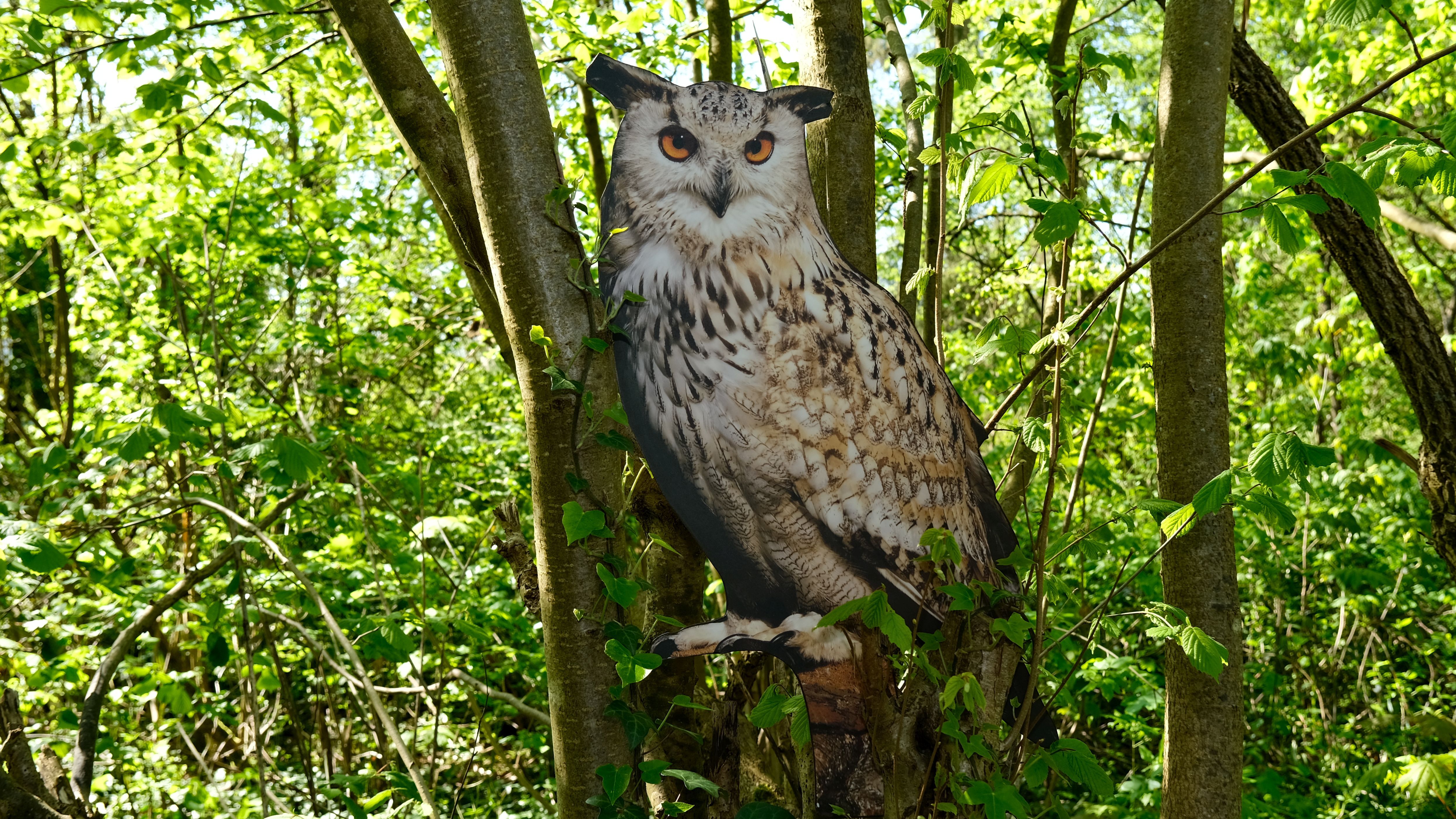 Waldkauz 58cm x 28cm