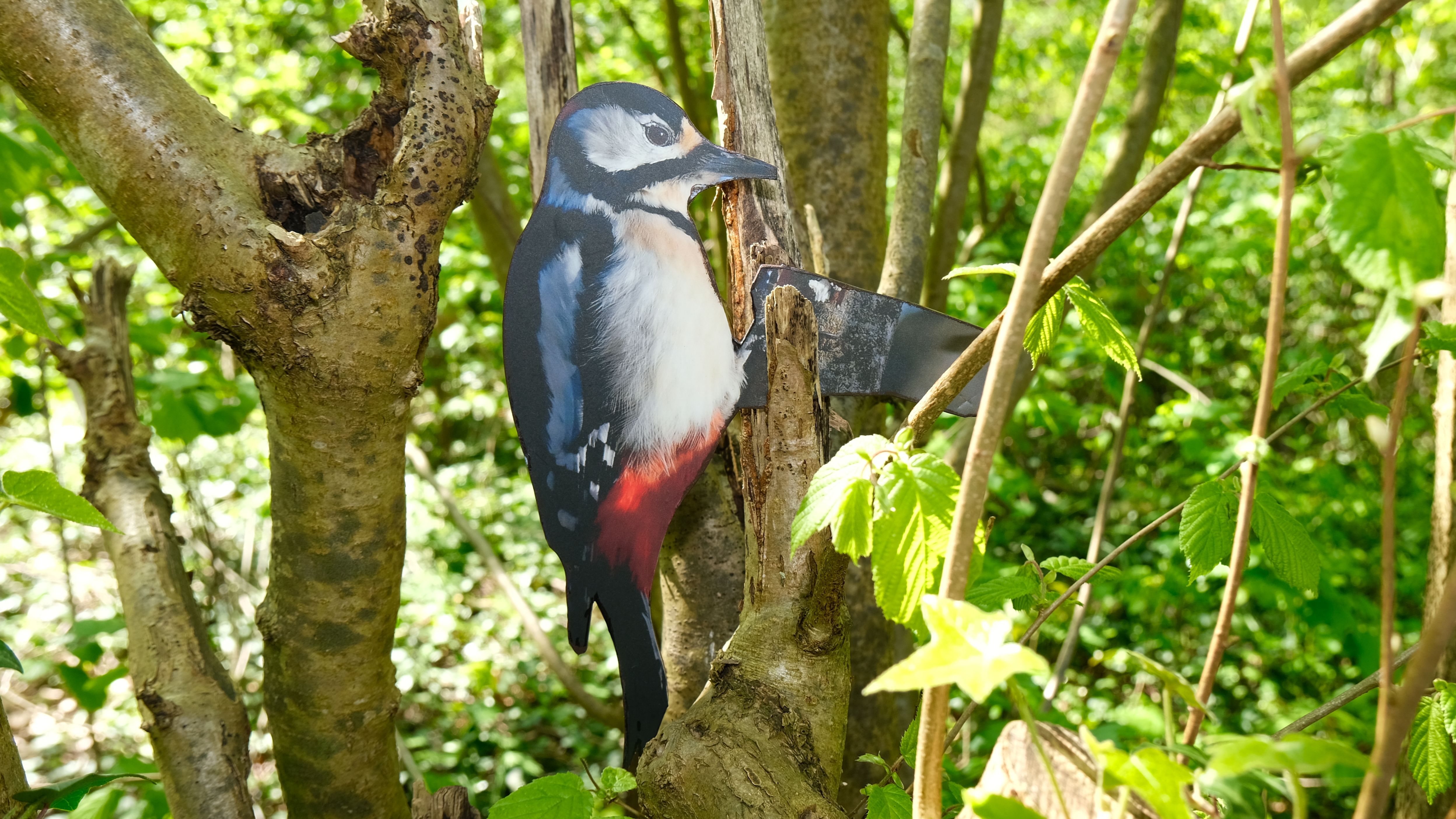 Bundspecht 17cm x 25cm