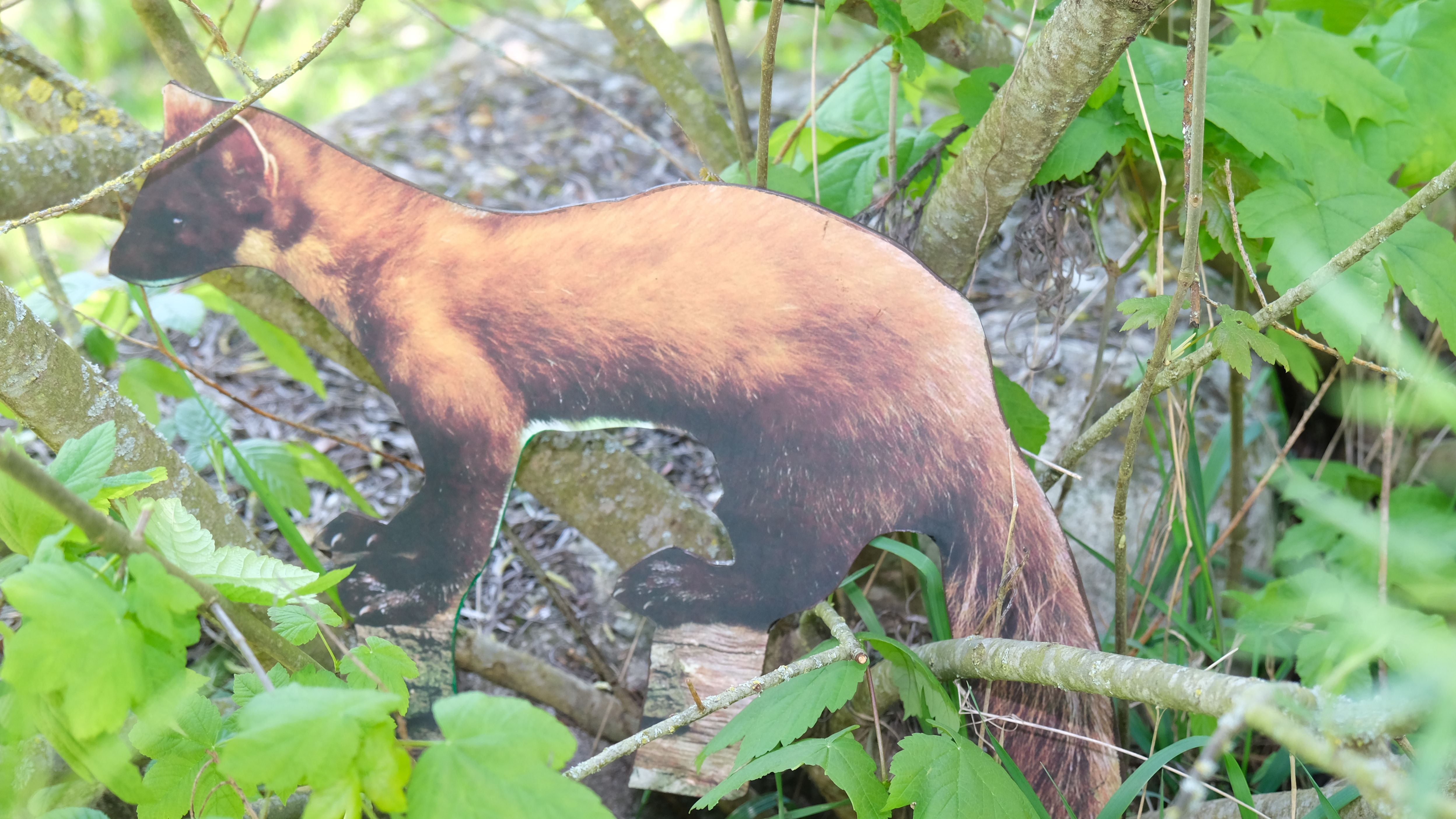 Baummarder 26cm x 37cm