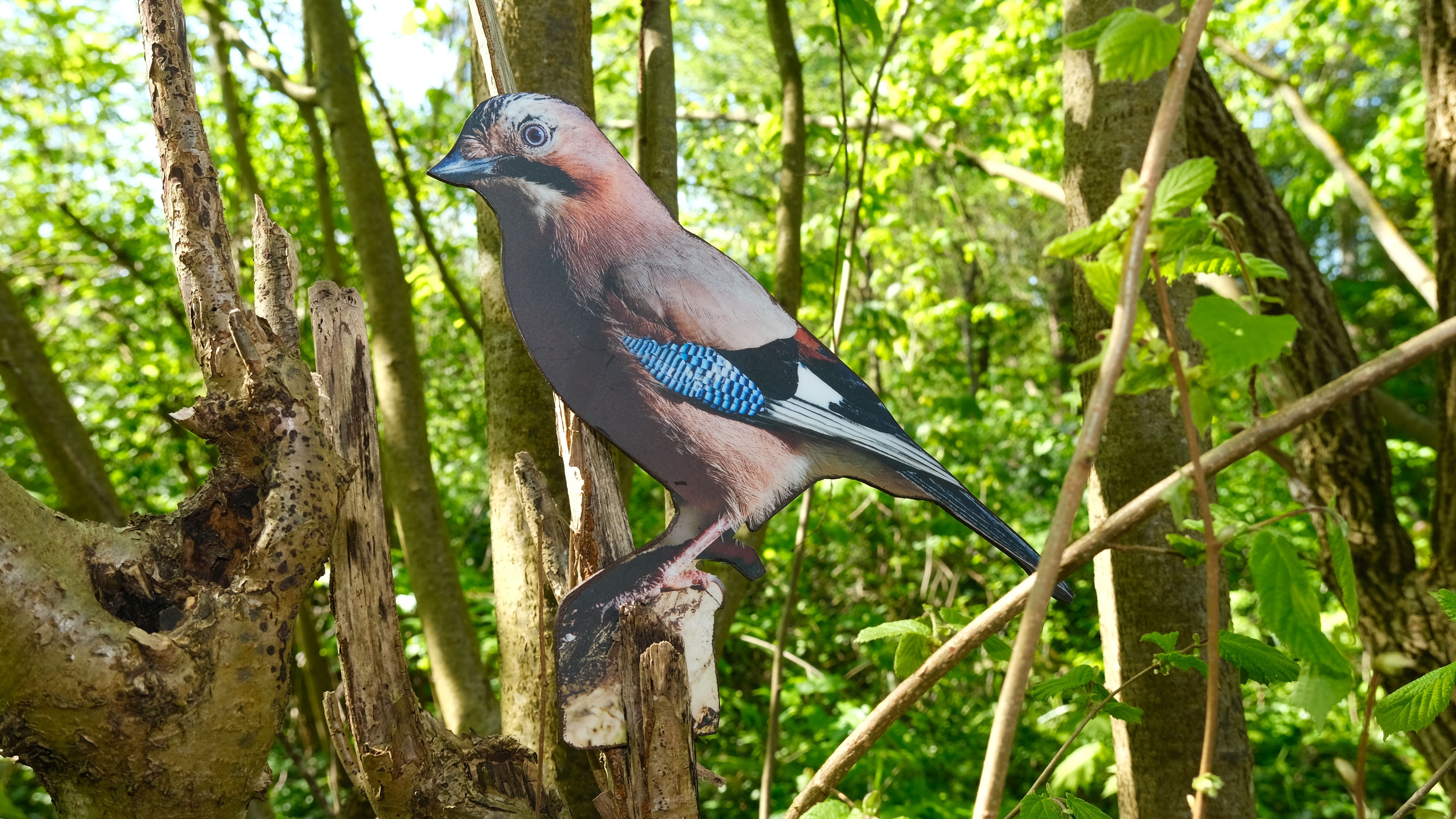 Eichelhäher 17cm x 30cm