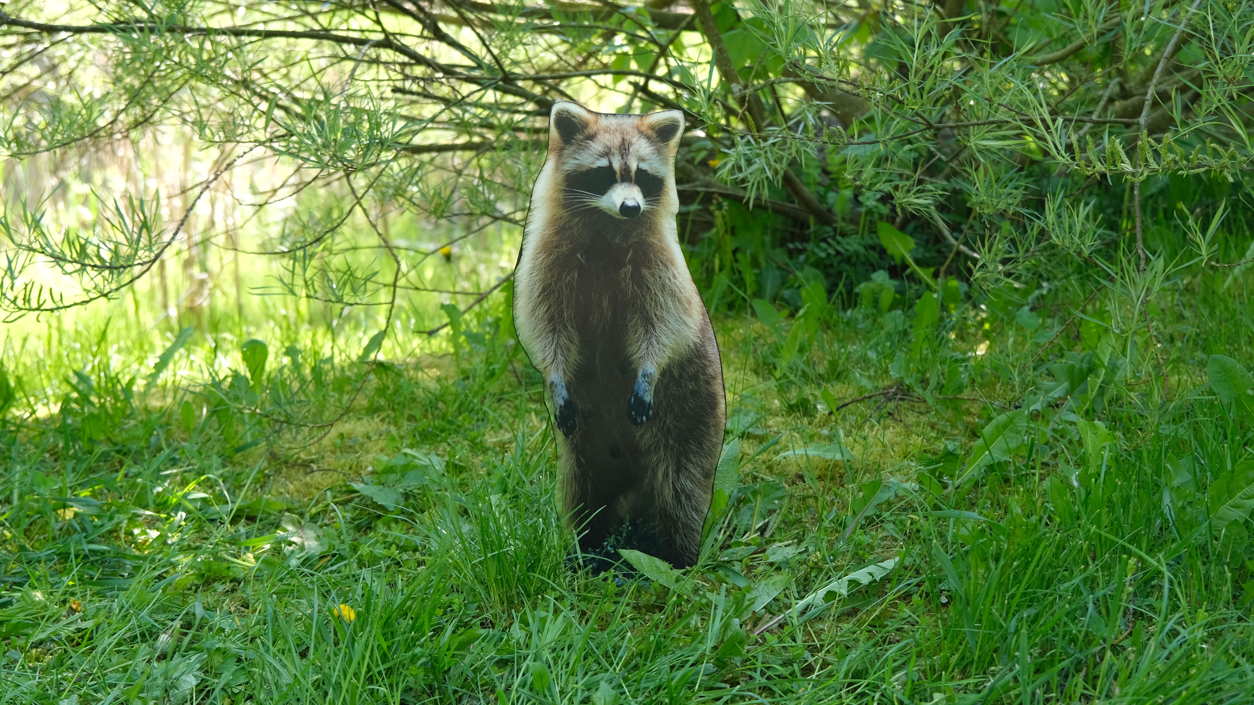 Waschbär 44cm x 18cm